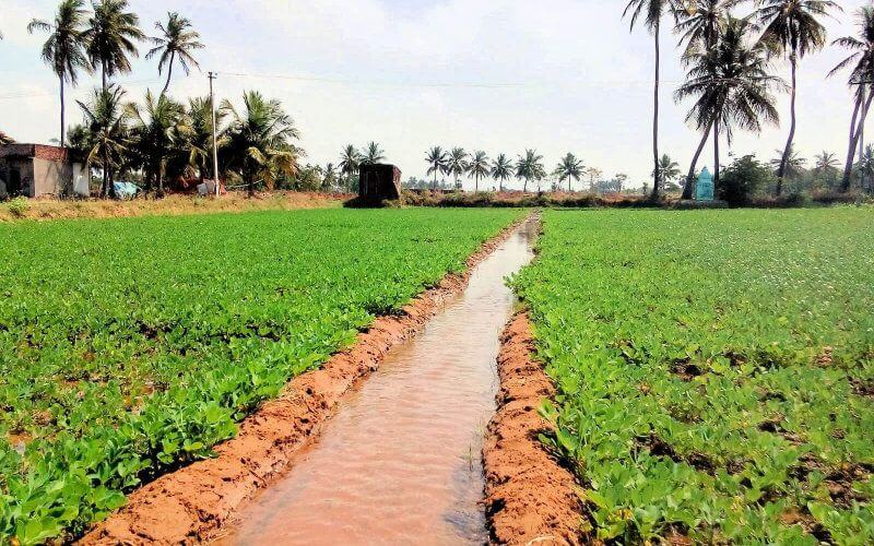 Moroccan Farmers Arrested for Illegally Irrigating Crops with Wastewater