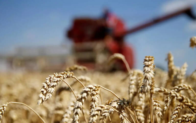 Morocco Ranks Third in European Wheat Imports, Importing 2.5 Million Tons