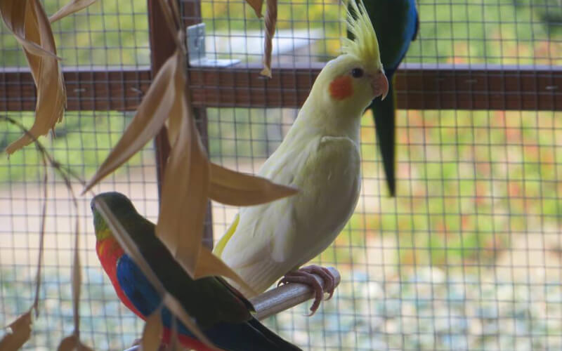 Spanish-Moroccan Authorities Bust Rare Animal Trafficking Ring, Seize Exotic Birds