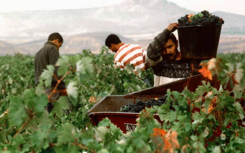Spain Extends Work Permits for Young Foreign Agricultural Workers by Two Years