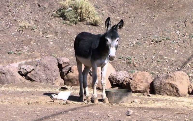 Algerian Customs Seize 100kg of Cannabis Smuggled on Donkey at Moroccan Border