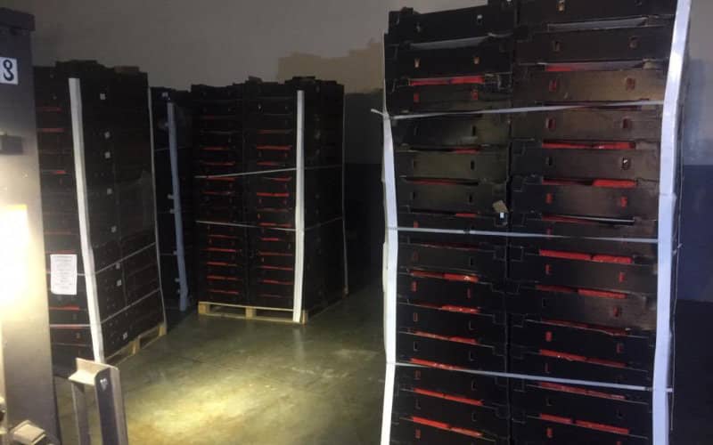 Massive Drug Bust at Tanger Med Port: 11 Tons Seized in International Trafficking Operation