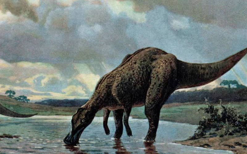 Rare "Duck-Billed" Dinosaur Fossil Discovered in Morocco Puzzles Scientists