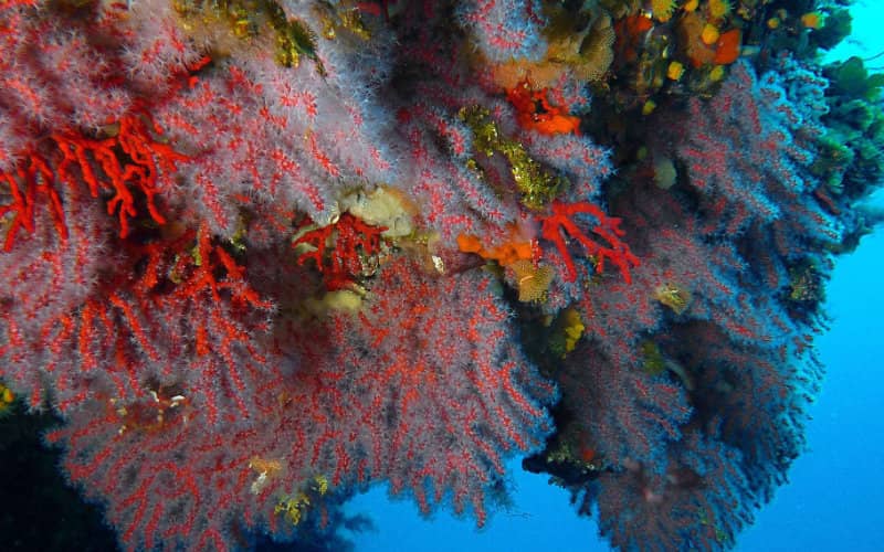 Morocco's Red Coral Population Plummets: WWF Warns of Biodiversity Threat