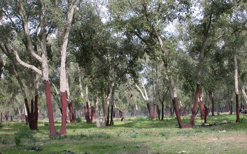Morocco Unveils Ambitious Plan to Reforest 600,000 Hectares by 2030