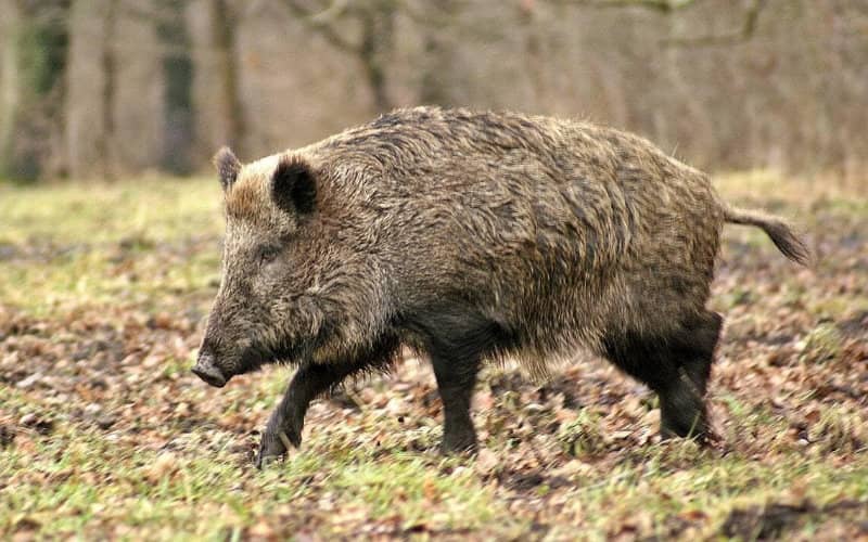 Wild Boars Ravage Cemetery in El Jadida, Morocco, Exhuming Remains