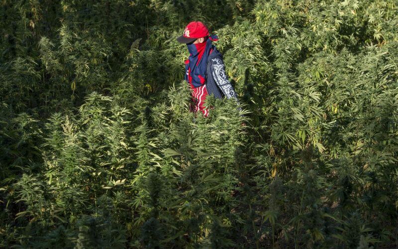 Morocco Considers Cannabis Legalization, Eyeing $10 Billion Annual Revenue