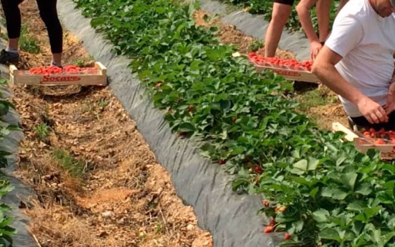 French Police Bust Major Illegal Moroccan Farm Worker Ring, Uncover €1.6M Scheme