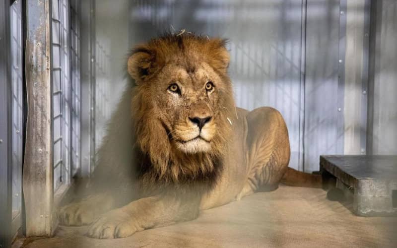 Rare Atlas Lion Joins Paris Zoo, Preserving Extinct Subspecies
