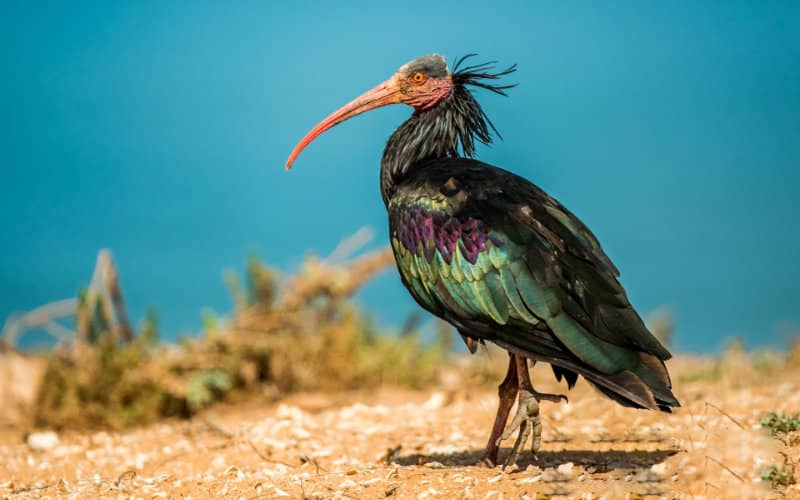 Endangered Bald Ibises from French Zoo to Be Released in Spain