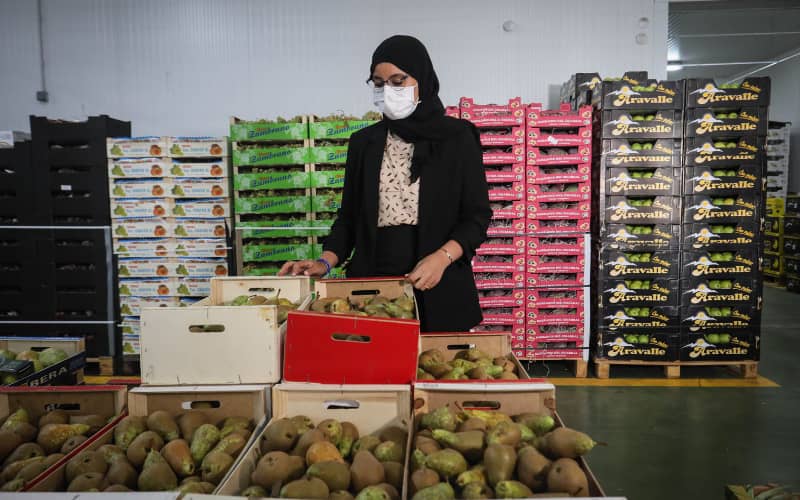 Moroccan Immigrant Family Builds Vegetable Empire in Spain, Employing 250