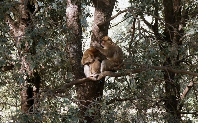 Ancient Macaque Fossil Unearthed in Morocco, Dating Back 2.5 Million Years