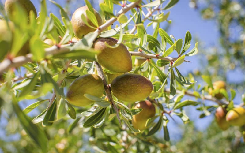 UN Declares May 10 as International Argan Tree Day, Honoring Moroccan Heritage