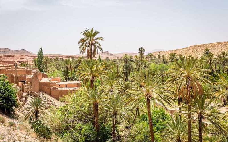 Algeria Issues Ultimatum to Moroccan Farmers Near Border, Escalating Tensions