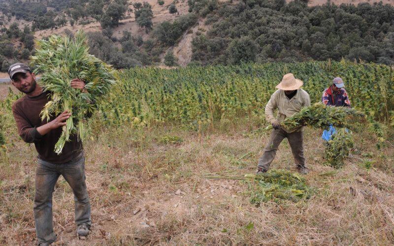 Moroccan Party Leader Calls for Amnesty for Cannabis Farmers Ahead of Legalization
