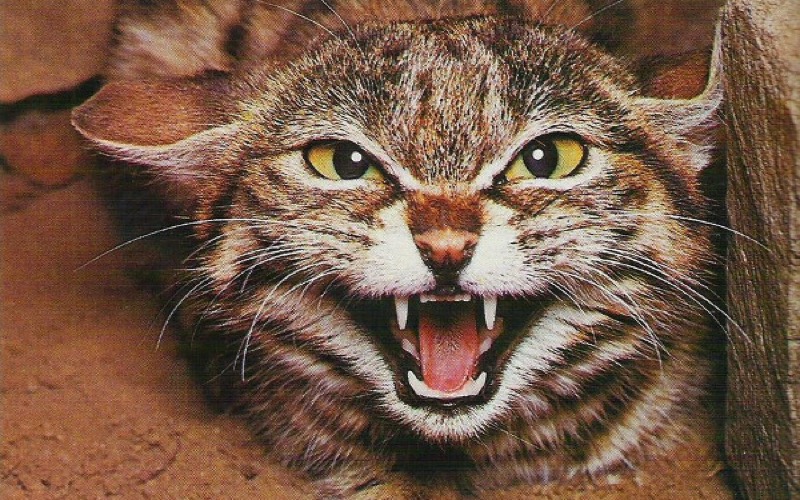 Moroccan Man's Rabies Death Sparks Legal Battle with Spanish Health Service