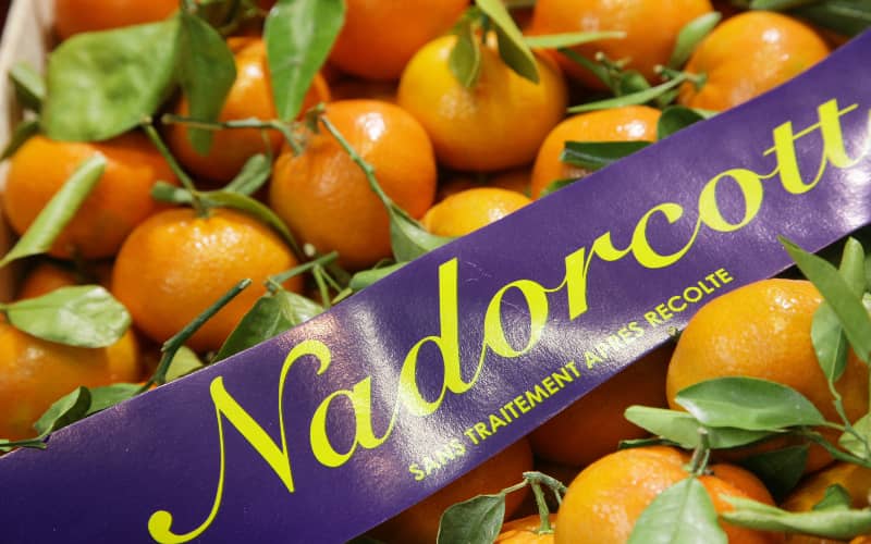 EU Court Rules in Favor of Moroccan Royals in Mandarin Variety Dispute