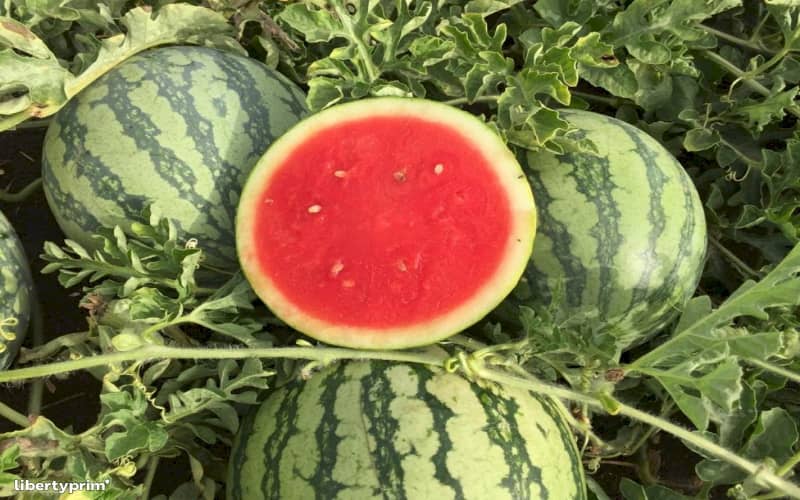 Morocco Confirms Watermelon Seeds Not Genetically Modified, Dispelling GMO Rumors