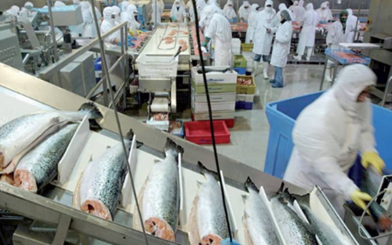 Morocco Invests $100 Million in Dakhla Fish Processing Plants