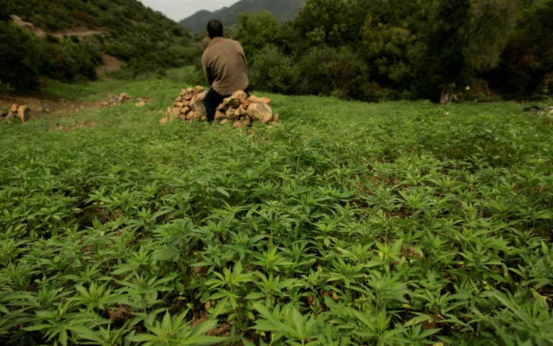 Morocco Lags Behind in Cannabis Legalization, Missing Economic Opportunities