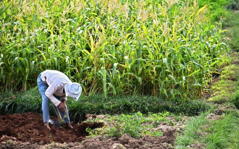 Morocco Expands Drip Irrigation to 600,000 Hectares, Surpassing Global Average