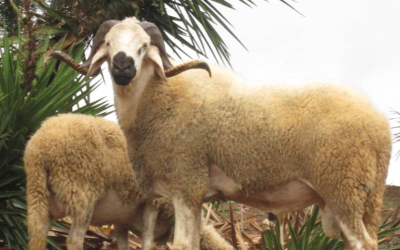 Melilla Bans Lamb Imports from Morocco for Eid al-Adha Amid Health Concerns