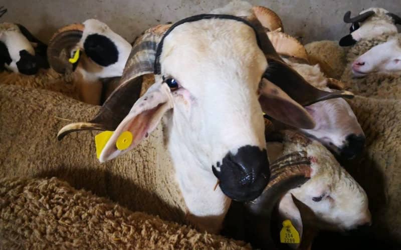 Tangier Bans Public Grilling of Sheep Heads During Eid Al-Adha Amid COVID-19 Concerns