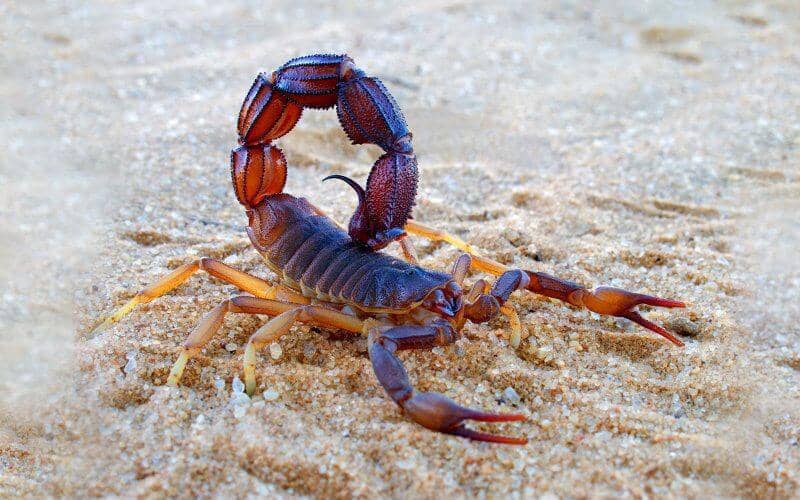 Morocco Battles Deadly Scorpion Stings: 44 Fatalities in 2019, Children Most at Risk