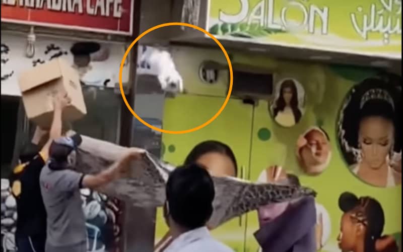 Dubai Emir Rewards Four Men for Dramatic Rescue of Pregnant Cat