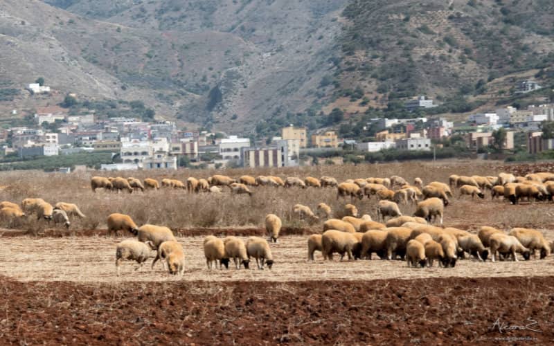 Magnitude 3.9 Earthquake Strikes Off Coast of Morocco's Driouch Province
