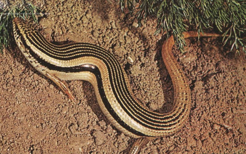 Spanish Scientists Launch Expedition to Find Elusive Fez Skink in Morocco