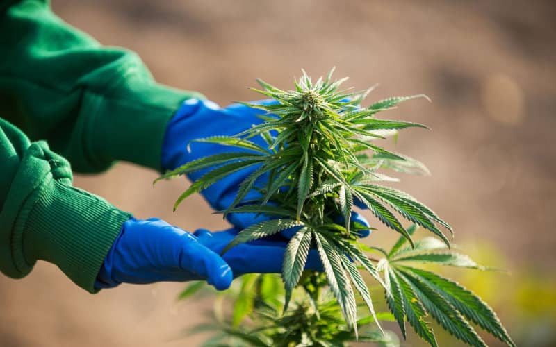 Morocco Hosts International Conference on Medical and Industrial Cannabis Potential
