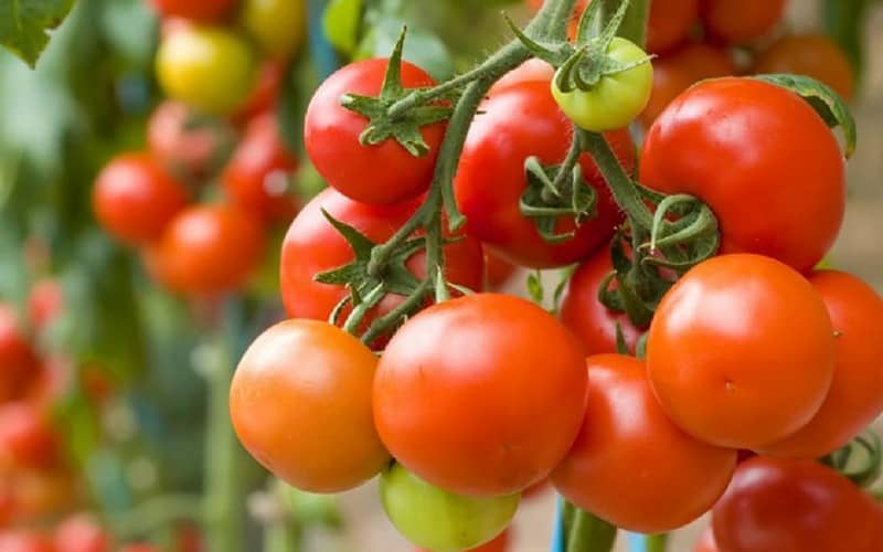 Moroccan Officials: Tomato and Pepper Disease Poses No Health Risk to Consumers