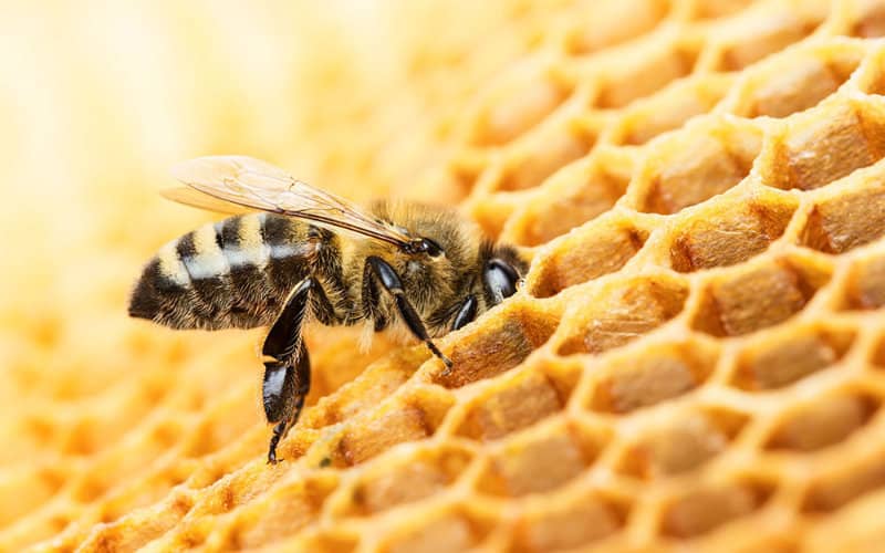 Climate Change and Drought Linked to Bee Colony Collapse in Morocco