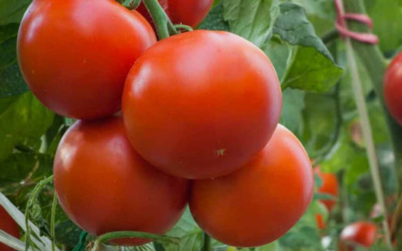 Spanish Tomato Imports from Morocco Surge 348% in Eight Years