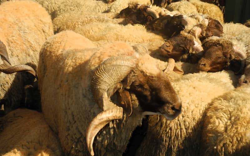 Eid al-Adha 2022 in France Expected on July 9, Official Announcement Pending