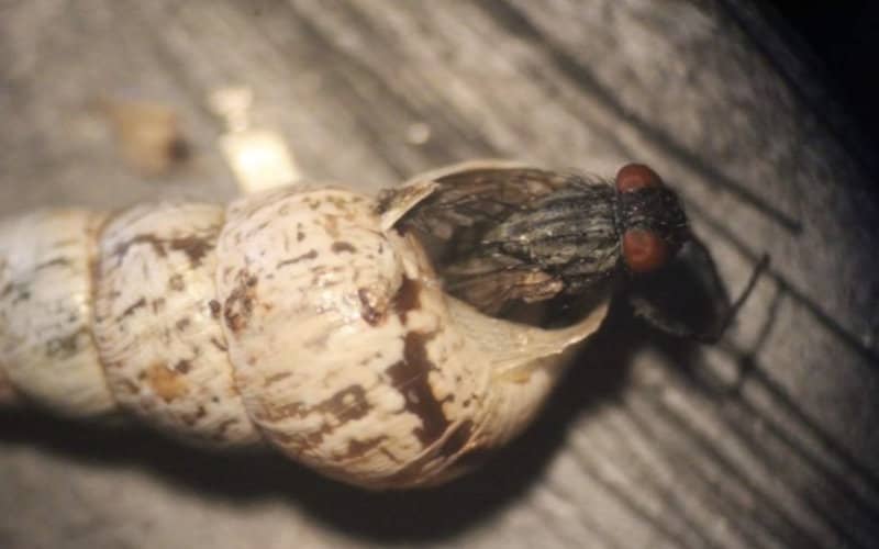 Australian Scientists Import Moroccan Fly to Combat Crop-Destroying Snails