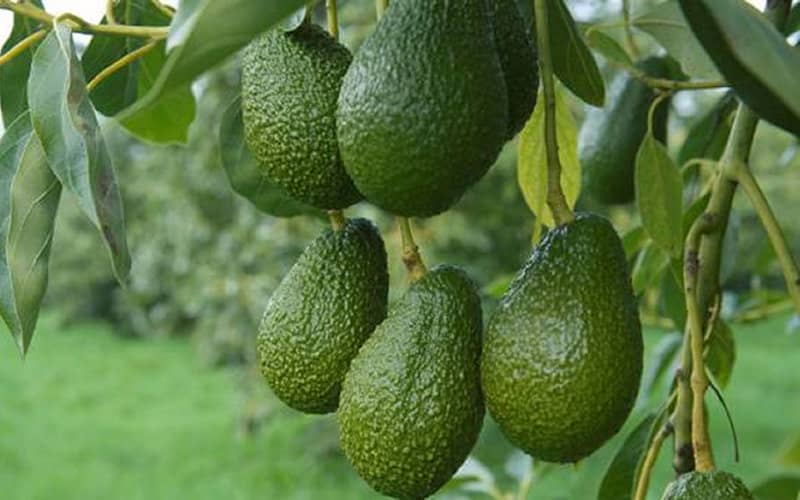 Avocado Prices Plummet in Europe as Moroccan Production Surges