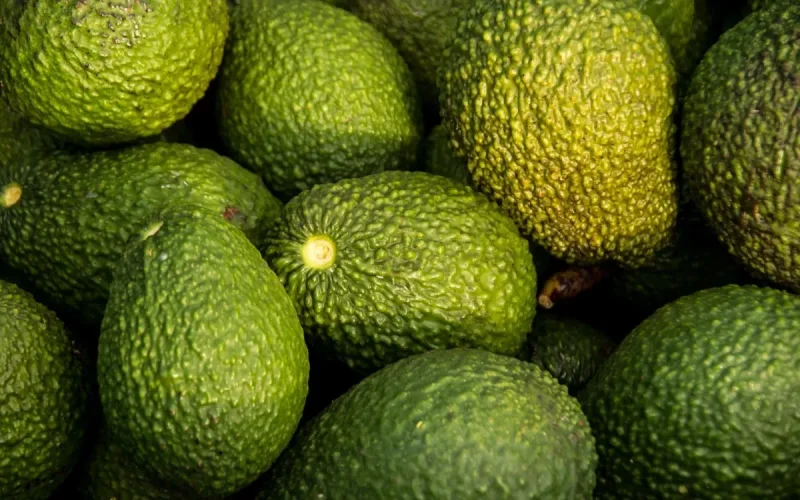 Avocados: After the records, the big chill for Moroccan exports