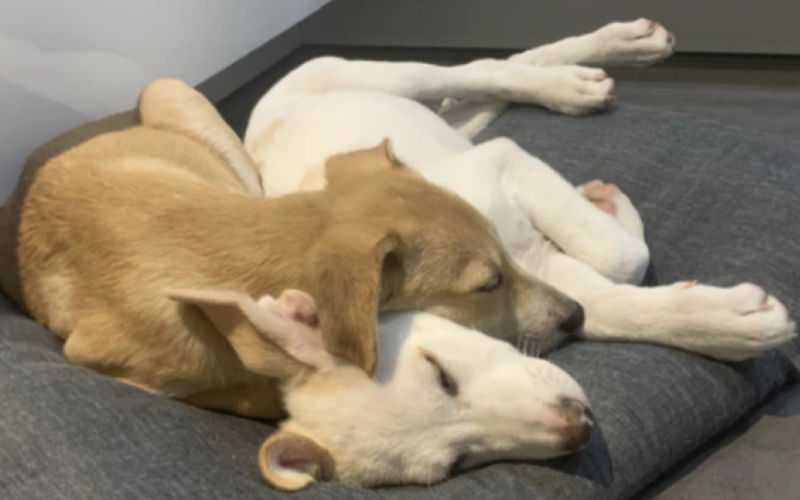 Belgian Man Fights to Save Moroccan Puppies from Deportation or Euthanasia