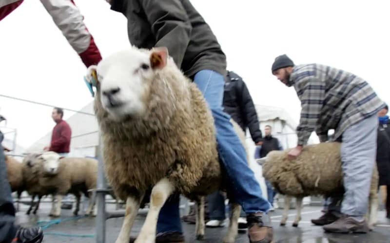 Belgian Muslims Prepare for Eid al-Adha Amid Ritual Slaughter Regulations