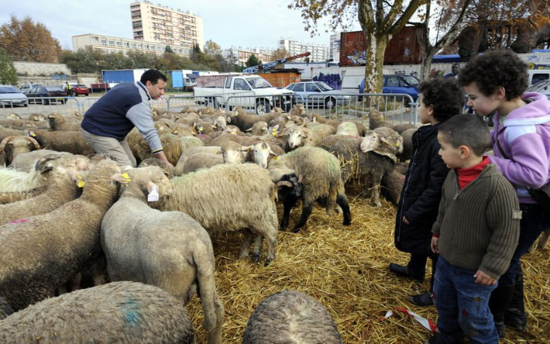 Belgian Muslims Urged to Cancel Mosque Prayers for Eid Al-Adha Amid COVID-19 Surge