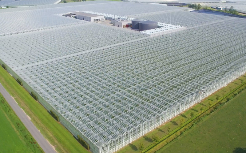 Belgian Tomato Producer Expands with New Greenhouse in Morocco