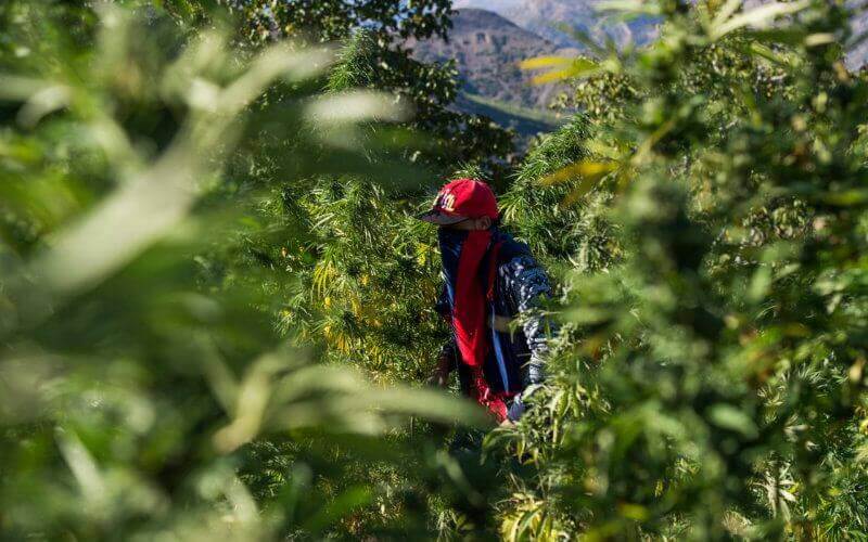 Belgian Tourist Witnesses Illegal Cannabis Cultivation in Morocco's Rif Region