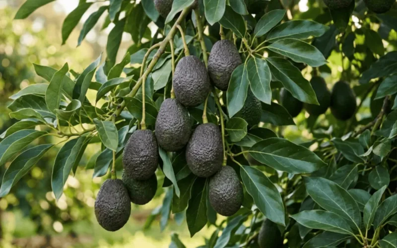 Bigger and more numerous: Moroccan avocados set their sights on Europe