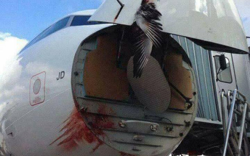 Bird Strike Forces Air Arabia Flight Cancellation at Paris Airport