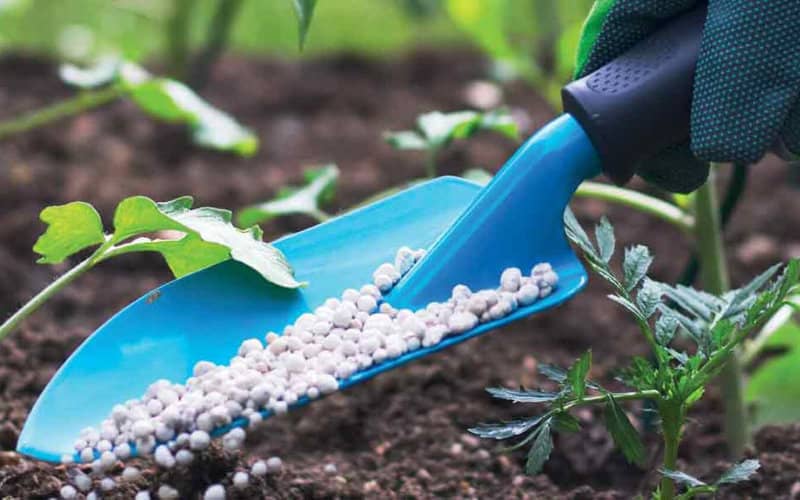 Brazil Seeks Moroccan Support to Boost Fertilizer Supply Amid Global Shortages