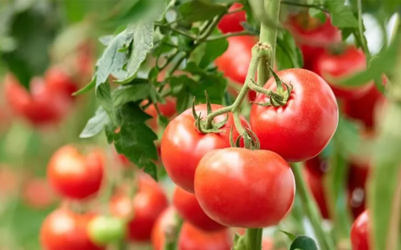 In Brussels, the Morocco agricultural agreement trembled... by one vote