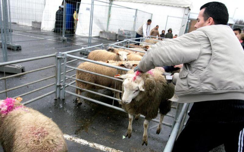 Brussels Residents Overwhelmingly Support Animal Stunning Before Slaughter, Survey Shows