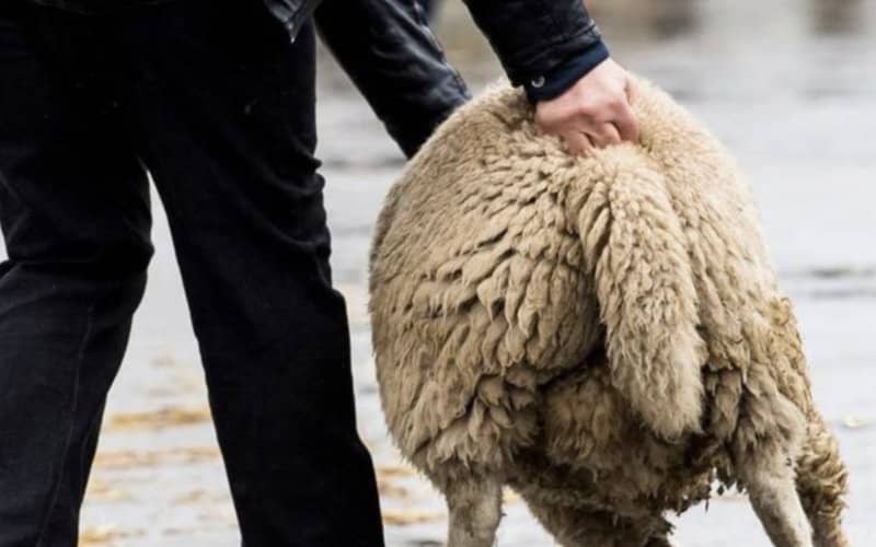 Brussels Sees Decline in Illegal Sheep Slaughter During Eid Al-Adha Festival